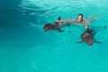 Swim with dolphins Punta Cana
