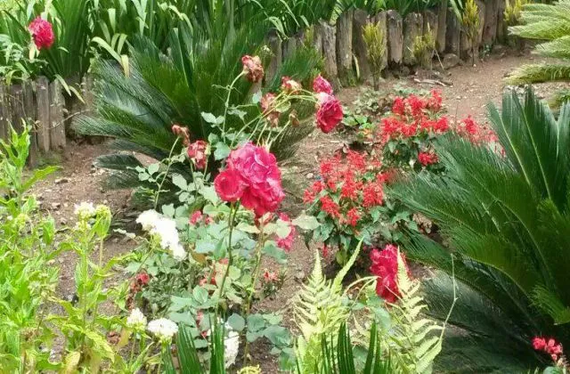 Rancho Faisar Jarabacoa garden