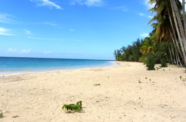 Playa Las Ballenas Las Terrenas 1