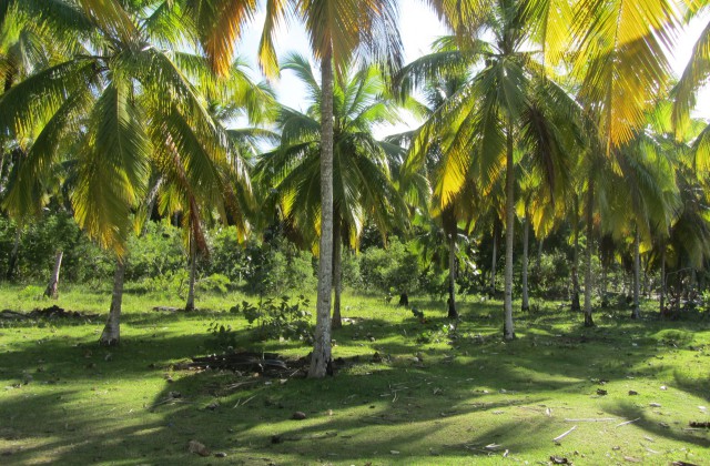 Playa Aleman Estillero 1