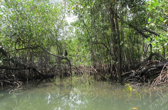 National park Los Haitises mangrove 3