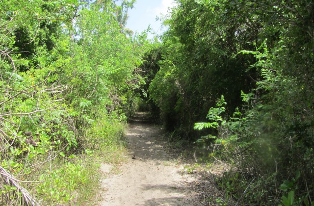 Bayahibe campo