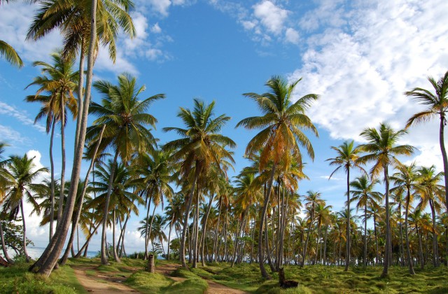 Las Galeras Samana Dominican Republic 1