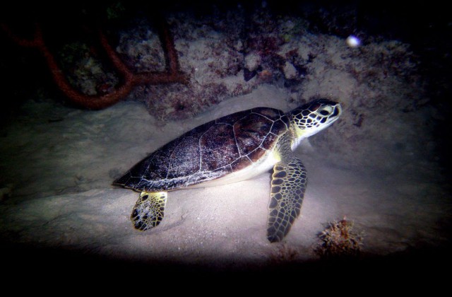 Las Galeras Samana diving 1