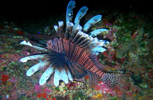 Las Galeras Samana diving