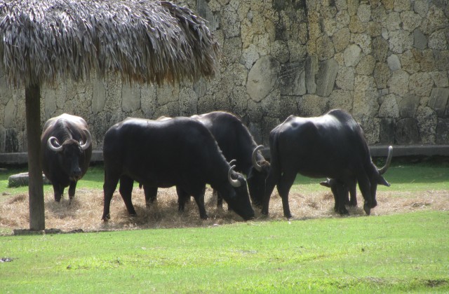 Zoo Santo Domingo