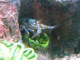 Aquarium Santo Domingo 2