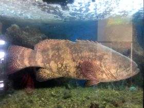 Aquarium Santo Domingo Merou