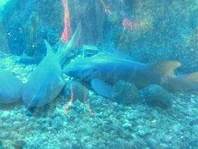 Aquarium Santo Domingo Shark