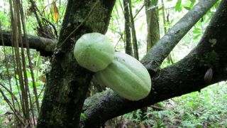 Los Haitises Park Cacao