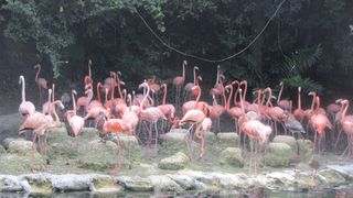 Zoo Santo Domingo Flemish