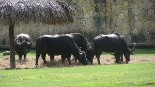 Zoo Santo Domingo bufalo
