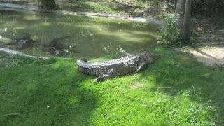 Zoo Santo Domingo crocodile