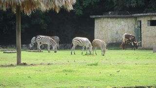 Zoo Santo Domingo zebra